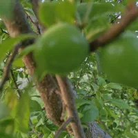 باغ ویلا|فروش زمین و ملک کلنگی|مهدی شهر, |دیوار