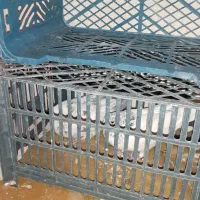 کبوتر خاص پر پرشی بازکن ملقی بابهدجوجه گیری|پرنده|بروجن, |دیوار