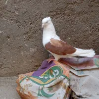سلام