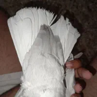 دم سفید|پرنده|جره و بالاده, |دیوار