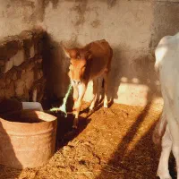 ۲گاو. وگوساله ماده|حیوانات مزرعه|حمیدیه, |دیوار