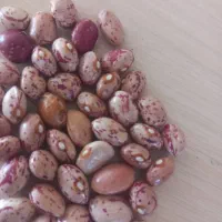 لوبیا چیتی  رقم گلستان درجه یک