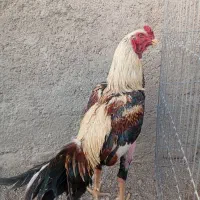 خروس لاری|حیوانات مزرعه|تهران, خاک سفید|دیوار