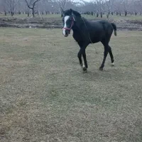 فروش کره اسب کرد