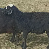 بره قوچ قره قزل افشاری