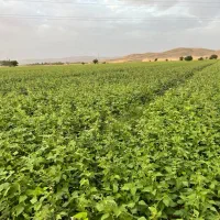 اجاره ۱۷ هکتار