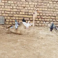 ۷تا کبوتر پرشی