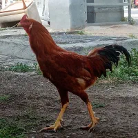 خروس لاری خوب با قیمت مناسب