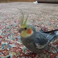 عروس هلندی نر|پرنده|اسلامشهر, مظفریه|دیوار