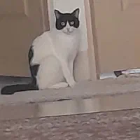 میلو خوشکل و ناز|گربه|شاهرود, |دیوار