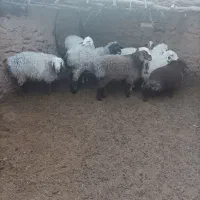 بره نر فروشی