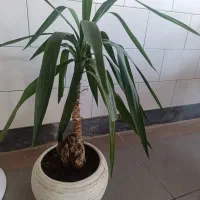 دو باب مغازه استیجاری برای انبار