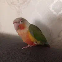 گرینچیک چهار ماهه