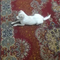 فروش سگ پاپی|سگ|مبارکه, |دیوار