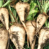 چغندربرای دام