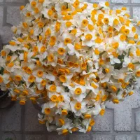 گل نرگس شاخه ایی ۱۵۰۰