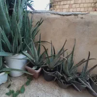 آلوئه ورا تازه|گل و گیاه طبیعی|باقرشهر, |دیوار