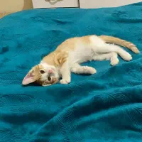 واگذاری رایگان گربه