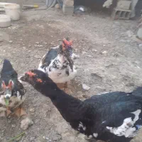 اردک اسراییلی اصیل واکسن خورده