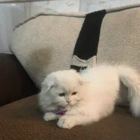 اسکاتیش فولد