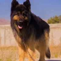 یک جفت توله ژرمن شپرد