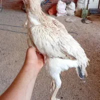 مرغ لاری درجه ۱ نسل قدیم