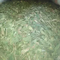 کرفس کوهی کلوس کوهی موسیرخشک|خوردنی و آشامیدنی|کوهرنگ, |دیوار