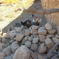 مرغ 20عدد محلی تخم کن