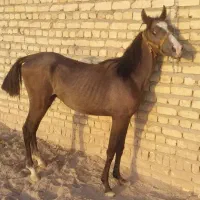 کره نیله ۱ساله سرودم گیر