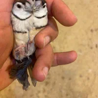 فروش فنچ جغدی شکلاتی