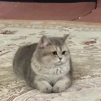 بریتیش ماده