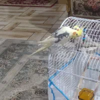 دو عدد طوطی عروس هلندی نر زیبا|پرنده|رشت, سعدی (تختی)|دیوار