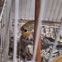 جوجه عروس هلندی|پرنده|گرگان, |دیوار