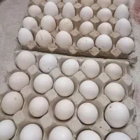 تخم مرغ نطفه دار گیلین اصل