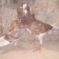 جفت جوجه نر و ماده پلنگ سرخ