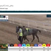 اسب وارداتی