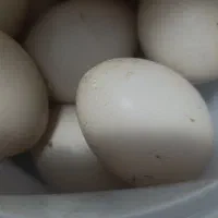 تخم اردک اسراییلی