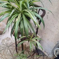 گل گندمی|گل و گیاه طبیعی|تهران, افسریه شمالی|دیوار