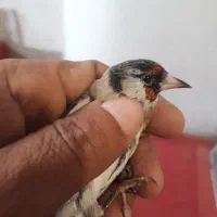 سره قناری نشون دار .قفس پرون غلامی