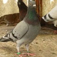 حیوان صید ۲۰۰