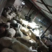 میش ترکی بختیاری