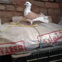 ماده شو زرد
