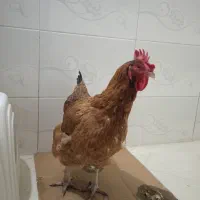 مرغ خانگی خوشگل|حیوانات مزرعه|مشهد, شهید آوینی|دیوار