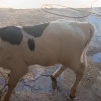 گوساله نر