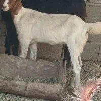 گیسه چاق پاکستانی