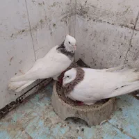 کبوتر جفتگاه چناران