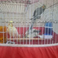 عروس هلندی|پرنده|یزد, |دیوار