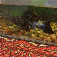 گربه ماهی کت اسپرت ۲۵ سانت ب