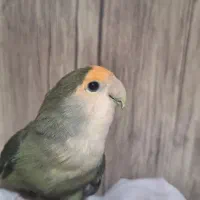 طوطی برزیلی نر