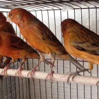 قناری سوخته سرخ آتیشی اصیل ایرانی طبیعی